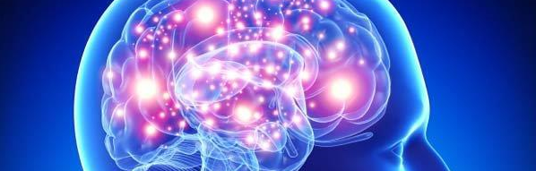 cerveau.png